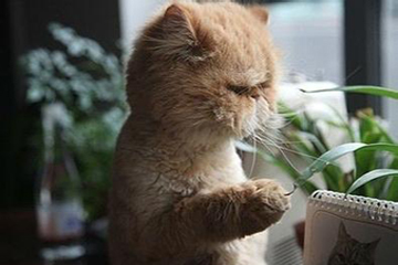 20140102中国人九大口头禅07.jpg 20140102中国人九大口头禅07.jpg